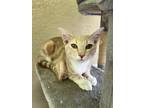 Adopt Calvin a American Shorthair