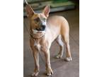 Adopt Dixon da Baby a Carolina Dog