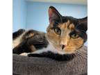 Adopt Suzie a Calico