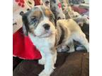 Cavalier King Charles Spaniel Puppy for sale in Arlington, MN, USA