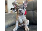 Boston Terrier Puppy for sale in Westmont, IL, USA