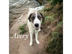 Adopt Avery a Anatolian Shepherd, Great Dane