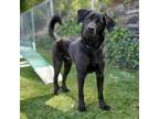 Adopt Willie a Rottweiler, German Shepherd Dog