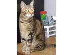 Adopt Cory a Bengal