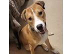 Adopt Linus a Pit Bull Terrier