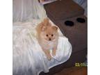 Pomeranian Puppy for sale in Newport, TN, USA
