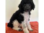 Black & White Parti Poodle AKC