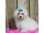 Maltipoo Puppy for sale in Finley, OK, USA