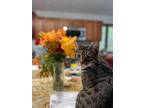 Adopt Mi Lady a Domestic Shorthair / Mixed (short coat) cat in Brainardsville
