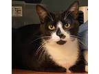 Adopt Skippy a Domestic Shorthair / Mixed (short coat) cat in Vineland
