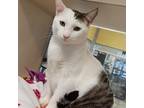 Adopt Diglett a White Domestic Shorthair / Mixed cat in Galveston, TX (38002452)