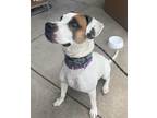 Adopt TYSON (Foster or Adopt) a White Boxer / Pointer / Mixed dog in Plain City