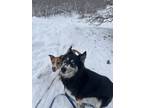 Adopt Gypsy Danger a Black - with White Husky / Mixed dog in Lake Point