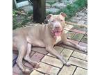 Adopt Brownie a Tan/Yellow/Fawn Mixed Breed (Medium) / Mixed dog in Memphis
