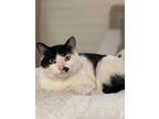 Adopt Roe a Black & White or Tuxedo Domestic Shorthair / Mixed (medium coat) cat