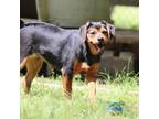 Adopt Joe Joe a Beagle / Hound (Unknown Type) / Mixed dog in Rossville
