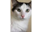 Adopt Milt a Domestic Longhair / Mixed (short coat) cat in Rossville