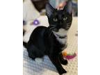 Adopt Sadie a Black & White or Tuxedo Domestic Mediumhair / Mixed cat in