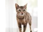 Adopt Maeve a Brown Tabby Domestic Shorthair cat in Richardson, TX (38231164)