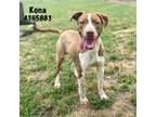 Adopt KONA a Tan/Yellow/Fawn - with White American Pit Bull Terrier / Mixed dog