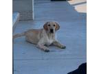 Labrador Retriever Puppy for sale in Parker, AZ, USA
