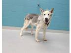 Adopt EOWYN a Gray/Silver/Salt & Pepper - with White Husky / Mixed dog in San
