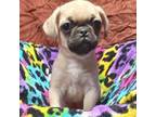 Pug Puppy for sale in Texarkana, TX, USA