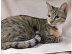 Adopt KIRBY a Gray, Blue or Silver Tabby Domestic Shorthair / Mixed (short coat)