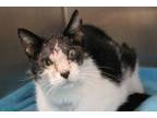 Adopt TIKI a Black & White or Tuxedo Domestic Shorthair / Mixed (short coat) cat