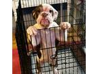 Bulldog Puppy for sale in Summerfield, FL, USA