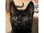 Adopt Binxy a All Black Domestic Shorthair / Domestic Shorthair / Mixed cat in