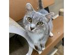 Adopt Bailey a Gray or Blue Domestic Shorthair / Mixed cat in Wadena