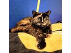 Adopt Cookie a Tortoiseshell Domestic Mediumhair / Mixed cat in Ridgeland