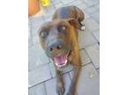 Adopt Pongo a Brindle American Pit Bull Terrier / Mixed dog in Sacramento