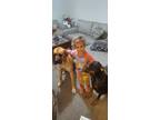 Adopt Paws a Tan/Yellow/Fawn Mastiff / Great Dane / Mixed dog in Haysville