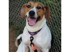 Adopt Piper a White - with Tan, Yellow or Fawn Hound (Unknown Type) / Mixed