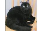 Adopt Oliver a All Black Domestic Mediumhair / Mixed cat in Houston