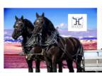 Best Percheron team in the World .. MUST SEE !!!!!!!!