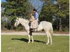 AQHA Registered Quiet Gelding - Wonderful for Trail or Pleasure