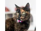 Adopt Hermione a Tortoiseshell Domestic Shorthair / Mixed cat in American Fork