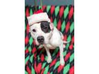 Adopt Mya a White American Pit Bull Terrier / Mixed dog in Sullivan