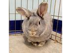 Adopt Pipkin a Lilac / Mixed rabbit in Show Low, AZ (36095260)