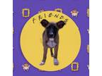 Adopt Sassy a Tan/Yellow/Fawn Belgian Malinois / Mixed dog in Kaufman