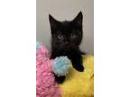Adopt Bronco a All Black Domestic Mediumhair / Domestic Shorthair / Mixed cat in