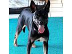 Adopt Symphony a Black Hound (Unknown Type) / Mixed dog in St.