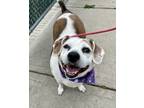 Adopt JJ a White - with Tan, Yellow or Fawn Beagle / Mixed dog in New York