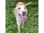 Adopt Scout a Tan/Yellow/Fawn Mixed Breed (Medium) / Mixed dog in Keaau