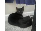 Adopt Maleficent (Mal) a All Black Domestic Shorthair / Mixed cat in Durham