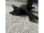 Adopt Saphira a All Black Domestic Shorthair / Mixed cat in Durham