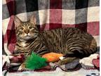 Adopt Amber a Brown Tabby Domestic Shorthair (short coat) cat in Greensburg